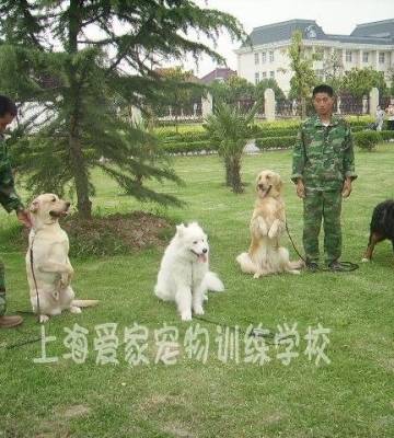 上海宠物训练师
