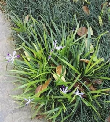 小花鸢尾 栽培