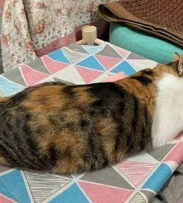 如何训练猫咪不上沙发