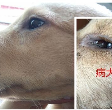 犬瘟热后遗症狗狗不吃东西怎么办