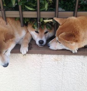 柴犬训练嗅觉找东西