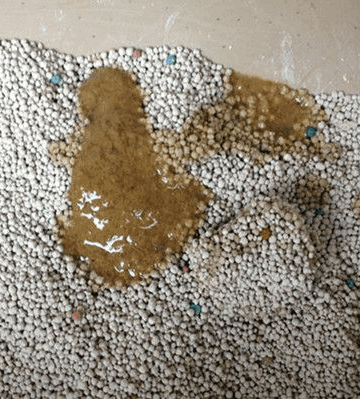 猫不吃东西但大便正常