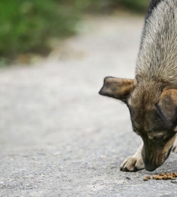 怎么训练幼犬不吃死老鼠