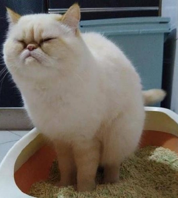 猫咪不吃东西怎么办拉粑粑干燥