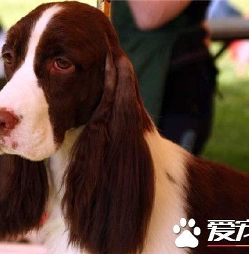 狗狗智商训练方法