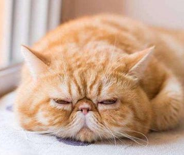 猫猫没精神不吃东西怎么办