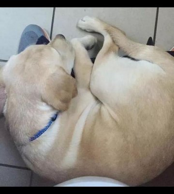 怎么训练拉布拉多马桶