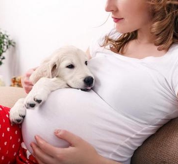 狗狗怀孕要准备些什么东西不能吃什