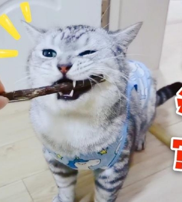猫咪吃东西牙齿磨牙