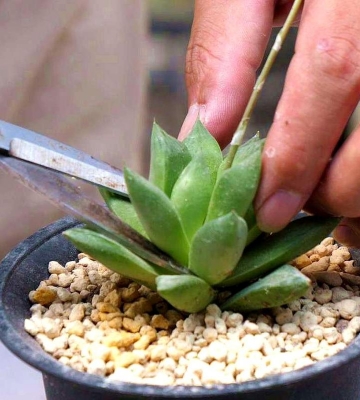 如何栽培多肉植物品种