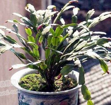 蟹爪兰的养殖的方法大全