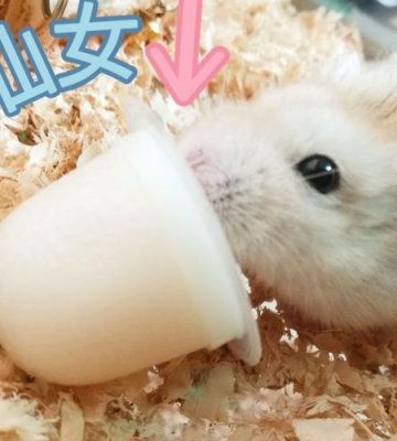 如何训练布丁仓鼠