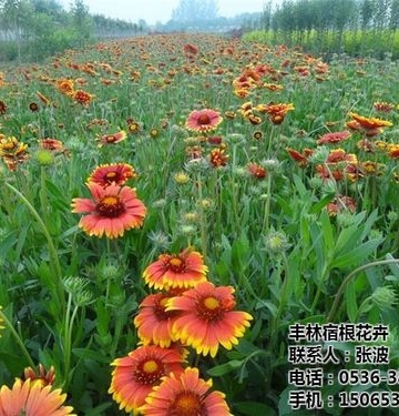 宿根花卉栽培管理特点