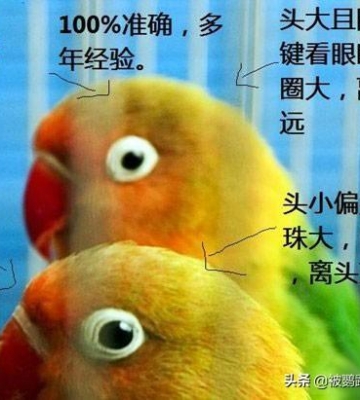 怎么训练牡丹鹦鹉技能