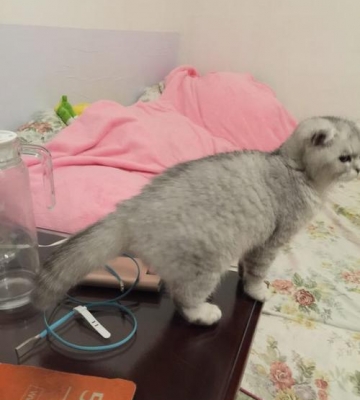 折耳猫拉稀不吃东西怎么办