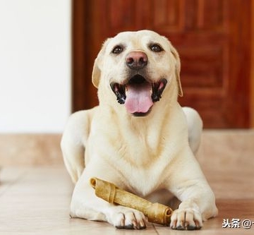 狗狗嘴臭不爱吃东西怎么办