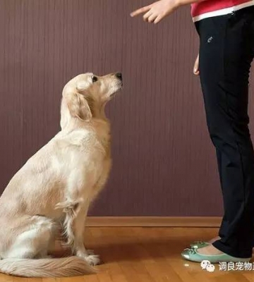 训练狗狗原地靠