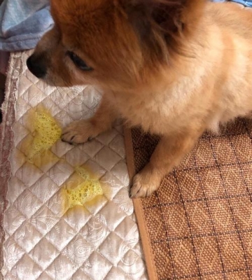 两个月狗狗老是吐不吃东西怎么办
