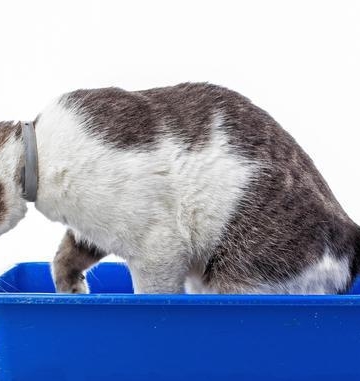 训练小猫叼东西