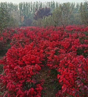 北方植物栽培季节