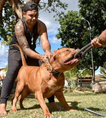 如何给犬训练肌肉