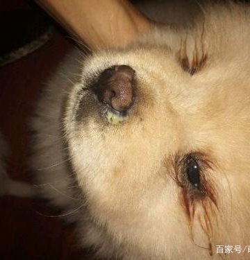狗狗干呕流鼻涕不吃东西怎么办