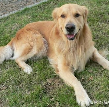 金毛拉稀后不吃东西怎么办