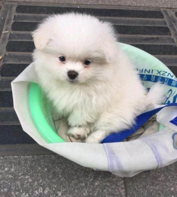 博美犬一个月喂啥东西