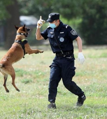 小狗如何训练成警犬