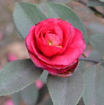 茶叶花的养殖方法
