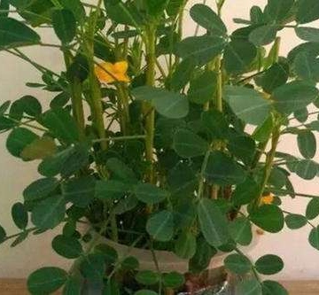 小玫瑰盆栽种植方法