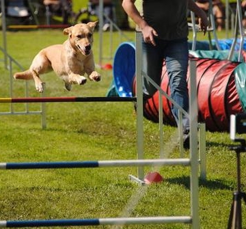 宠物犬训练学校建设