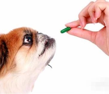 狗狗不咬东西的药