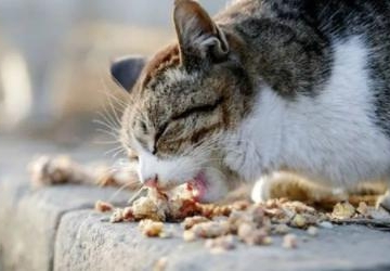 猫不吃东西是什么原因