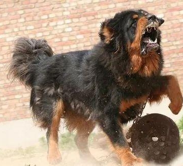 怎么训练藏獒野性
