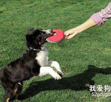 怎样防止狗狗捡东西吃