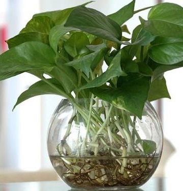 养植物方法