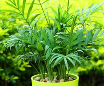 椰树的养殖方法