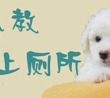 比熊犬上厕所训练