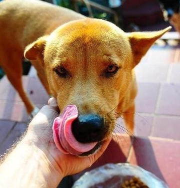 狗不能吃人吃的东西怎么办