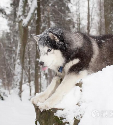 狗在冬天问味道在雪地上怎么训练