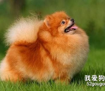 博美犬如何训练不咬人