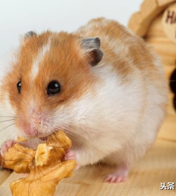 仓鼠怀孕了吃什么东西