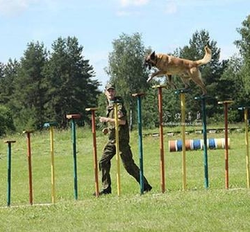 阿富汗军犬训练所有科目