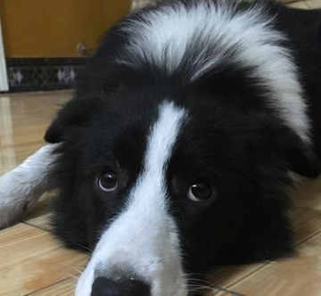 边牧不爱吃东西精神不好感觉