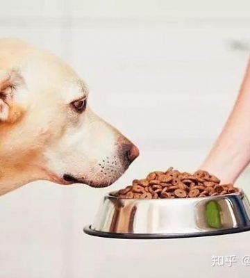 狗低血糖不吃东西怎么办