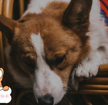 狗呕吐不吃东西没发烧