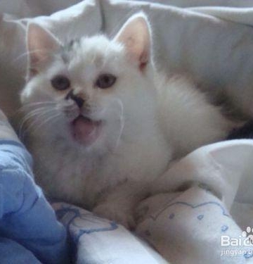 猫咪呕吐后吵着吃东西怎么办