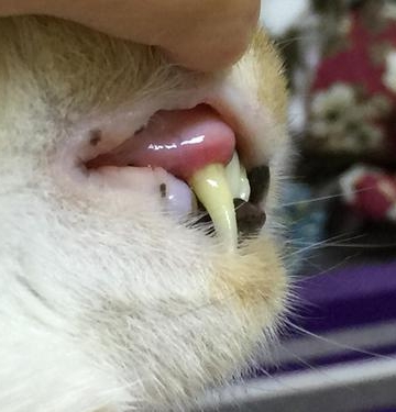 小猫长牙齿咬东西怎么办