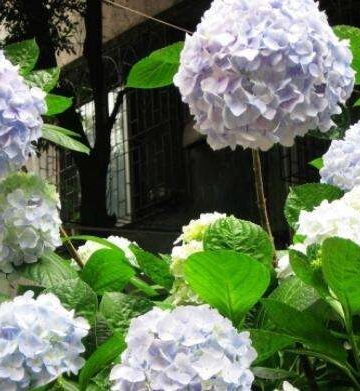 白色大八仙花的养殖方法